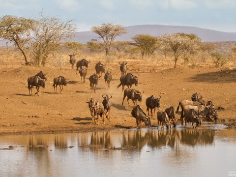 Let’s have a drink